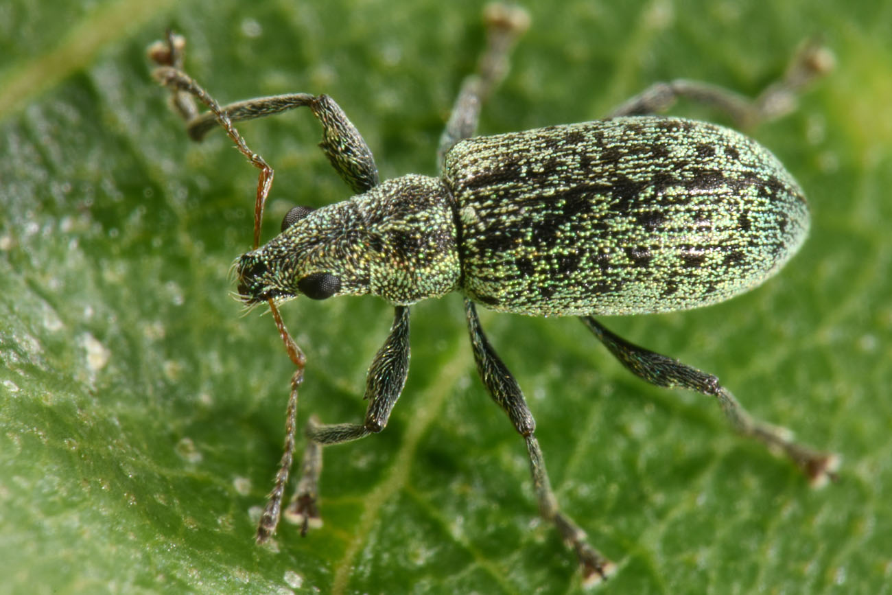 Curculionidae: Polydrusus cervinus? S.